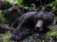 Brown Bear 2011