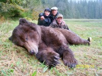 Brown Bear 2013