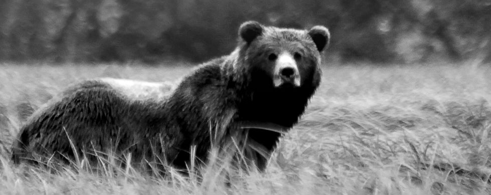 Alaska Hunting Guides