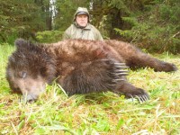 Brown Bear - 1 - 1