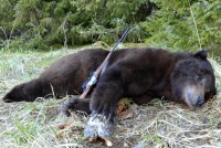 Brown Bear - Brown Bear 2014