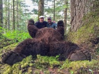 Brown Bear