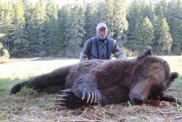 Brown Bear - Brown Bear 2015